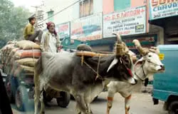 INDIA1