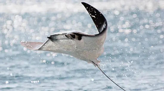 nature-mobula-img-02