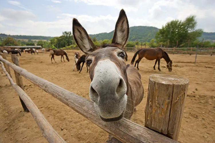 donkey1