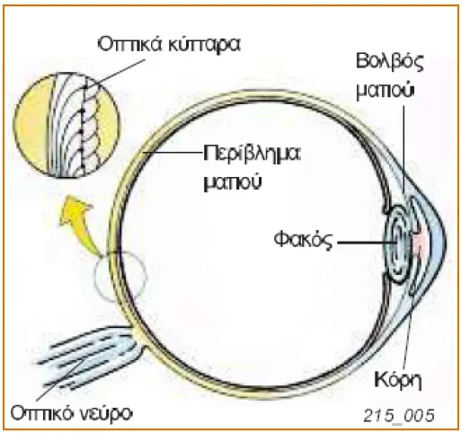 VAFES1