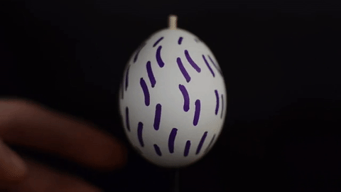 egg 2